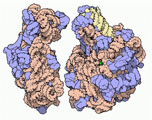 Viktigheten av ribosomer i‌ proteinsyntese