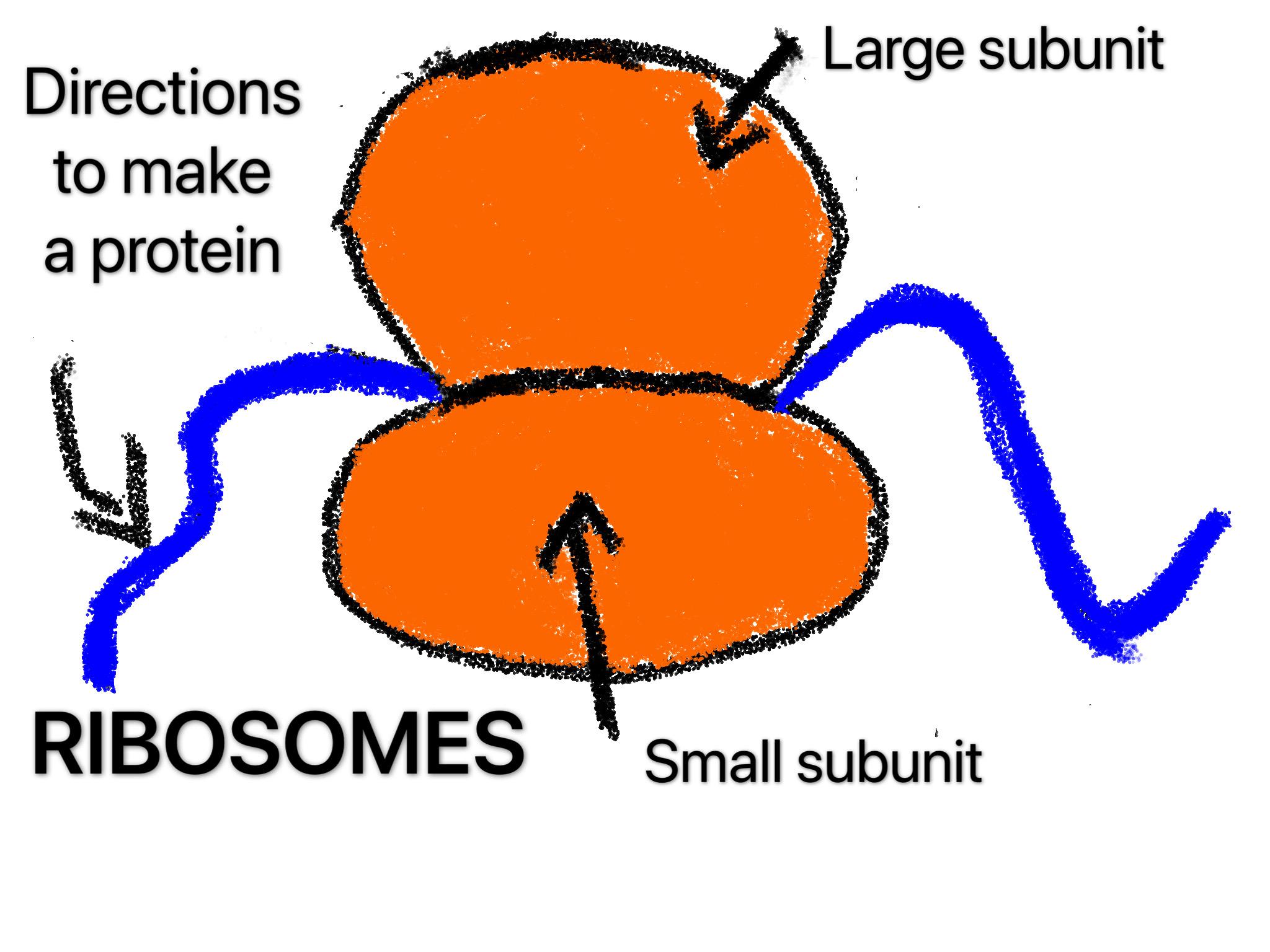 Anbefalinger ‌for​ optimalt ⁣ribosomfunksjon